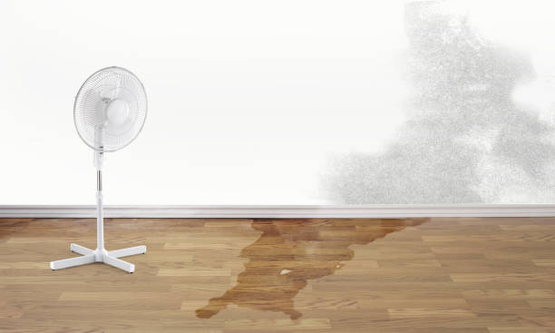 Best Professional water damage repair  in Daniels, WV