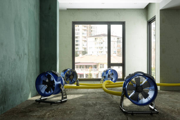 Best Professional water damage repair  in Daniels, WV